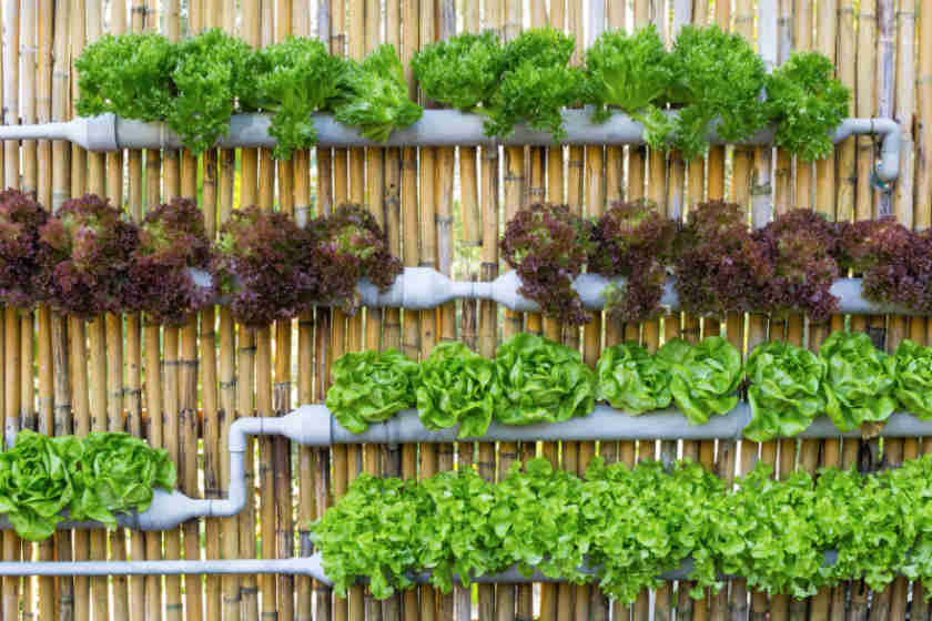 Tips for Creating a Sustainable Garden