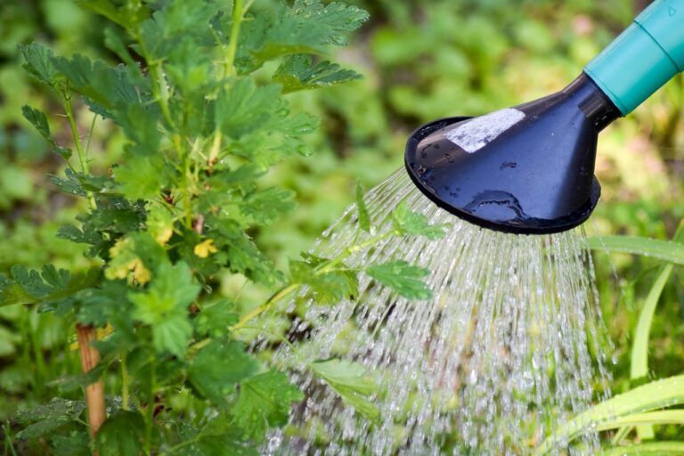 Watering and Fertilizing Guidelines