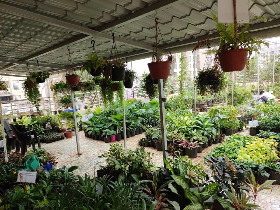 Embrace Nature Inside: The Rise of Indoor Plant Nurseries