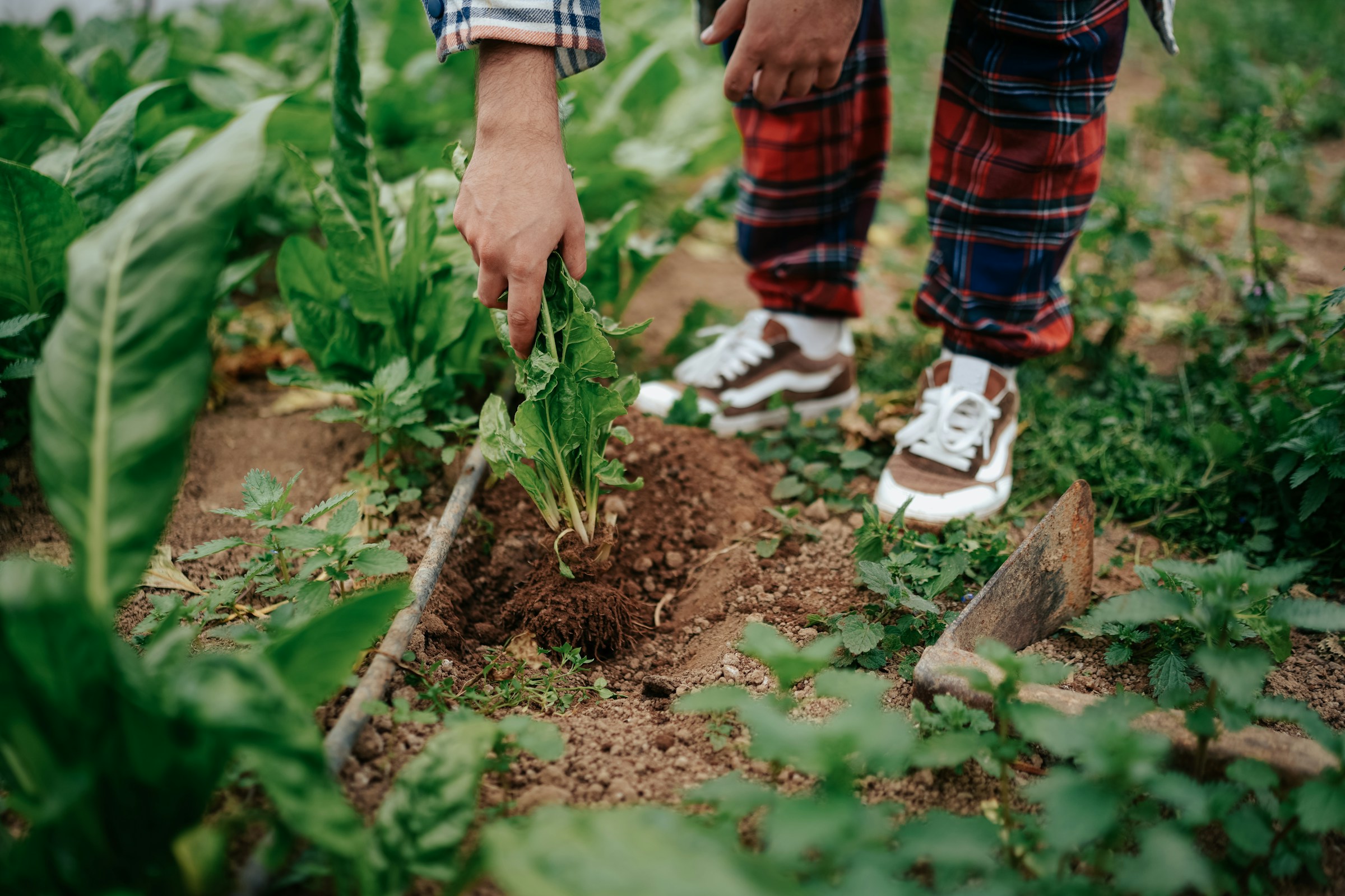 Unveiling the Advantages of Sustainable Gardening