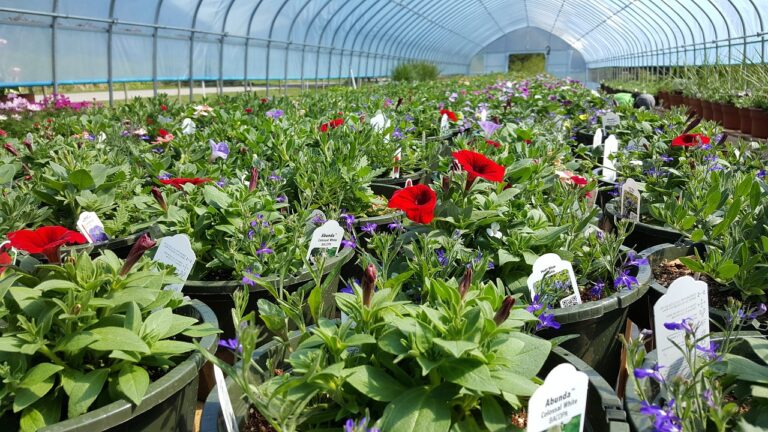 Types of nursery in agriculture.