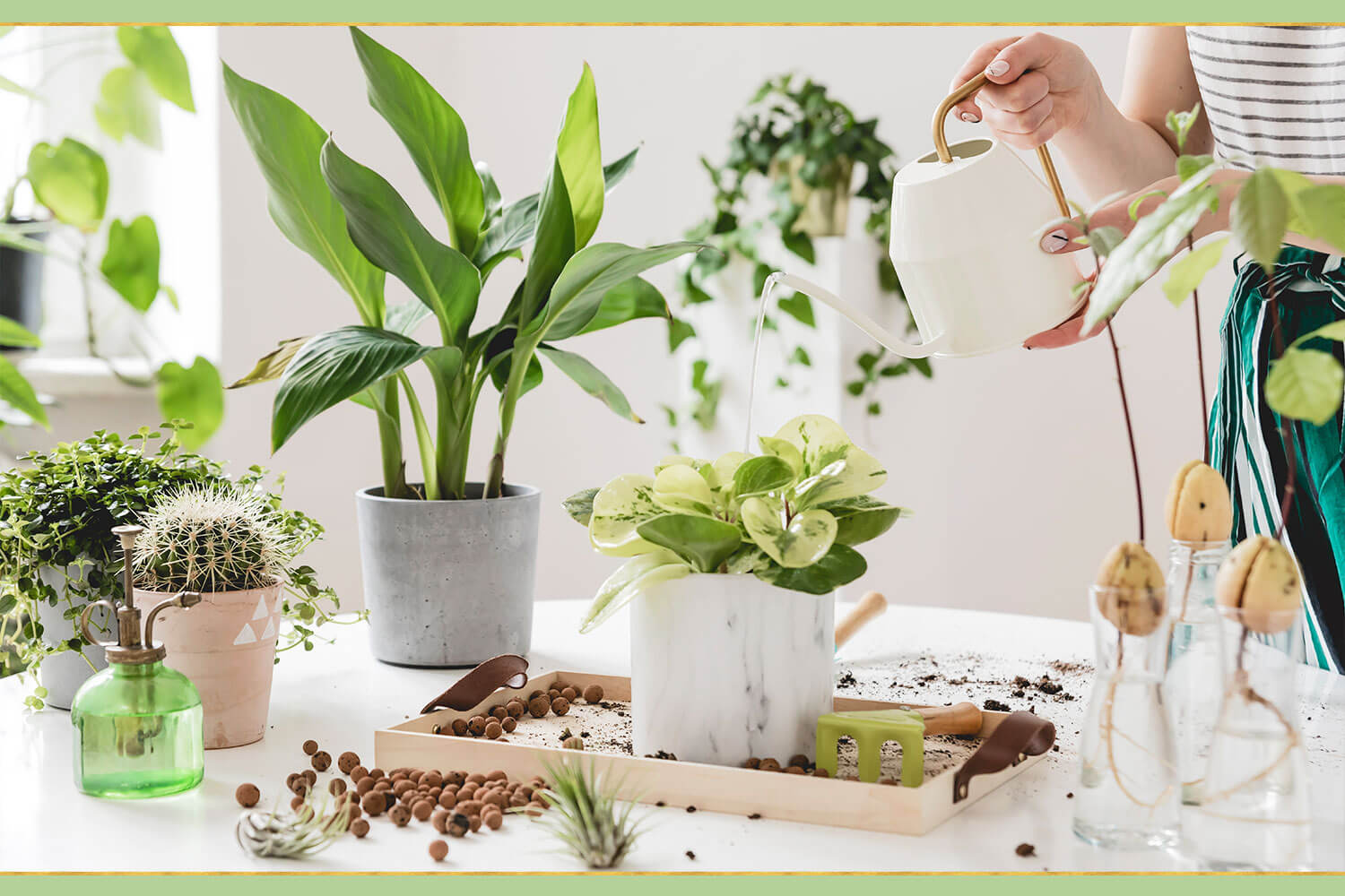 Plant Care Tips for Beginners: Cultivating Your Green Sanctuary