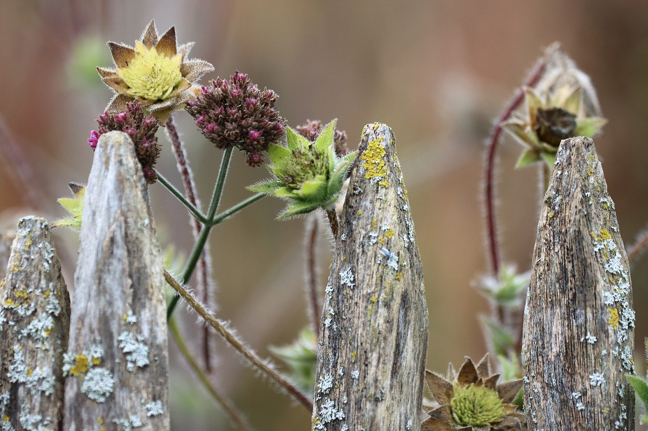 Avoid These Outdated Garden Trends