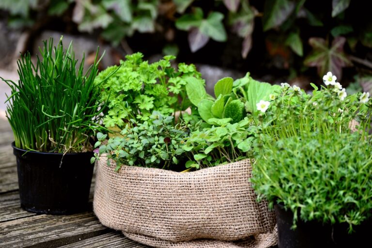 How to Start a Herb Garden